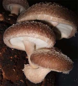 Shiitake Mushrooms2 272x300 Shiitake Mushrooms