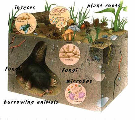 Organic Produce and Plant Fertilizer for Sale in Indiana | Living Earth Farms Organic Produce and Plant Fertilizer for Sale in Indiana | Living Earth Farms