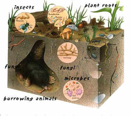 feed the soil Home