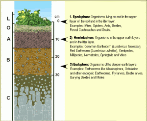 landscape soil layers organisms eng 300x247 Home