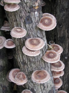 shiitake 2 225x300 Shiitake Mushrooms