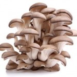 OysterMushroomCluster 150x150 FRESH MUSHROOMS