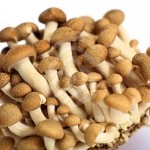 brown beech mushrooms 2 150x150 FRESH MUSHROOMS